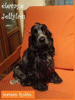 Jellylou - Cocker Spaniel Anglais - Portée née le 23/11/2022