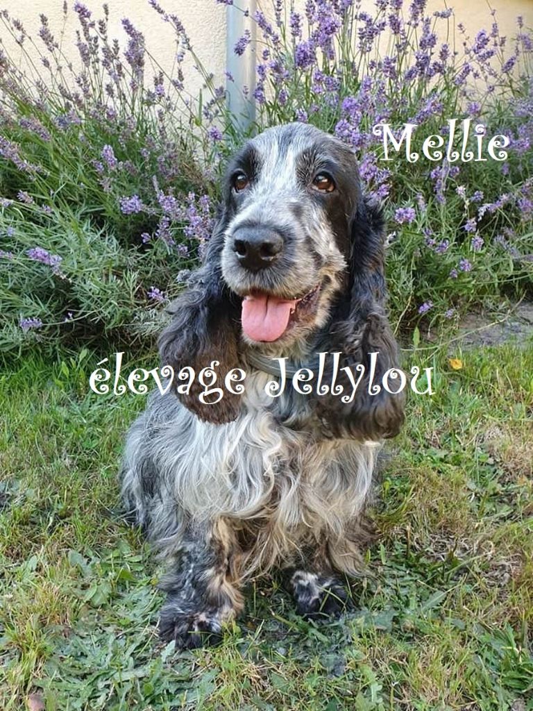 Mellie du rieu grand
