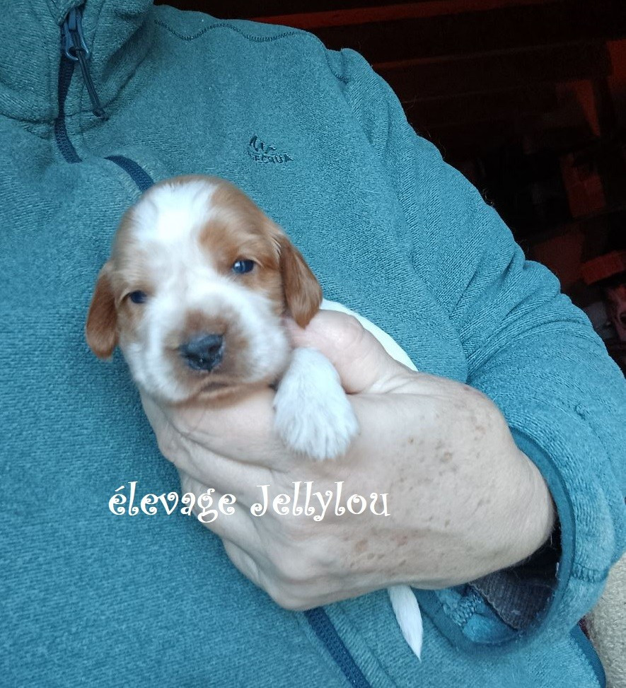 Les bébés de Robin sont nés !