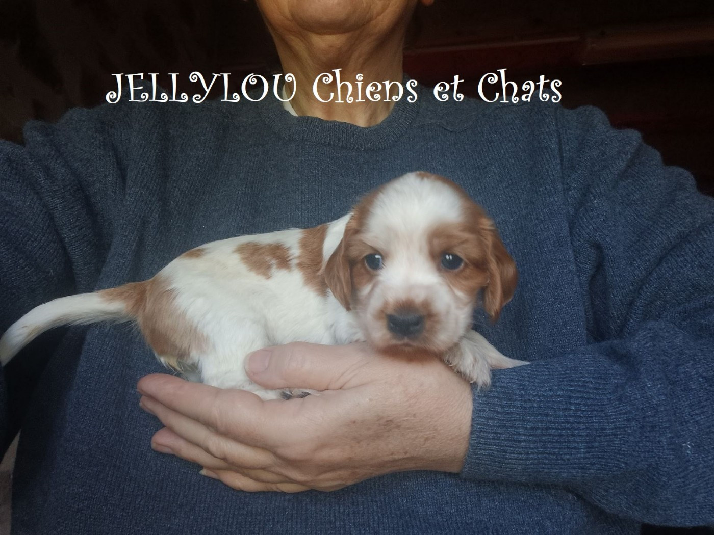 Jellylou - Chiots disponibles - Cocker Spaniel Anglais