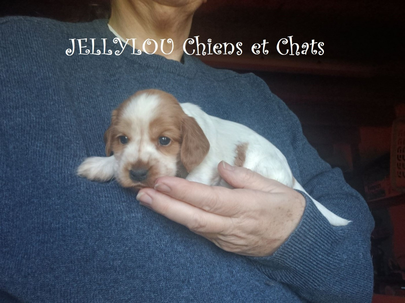 Jellylou - Chiots disponibles - Cocker Spaniel Anglais