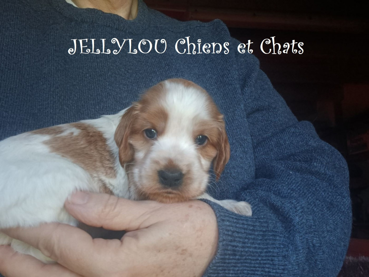 Jellylou - Chiots disponibles - Cocker Spaniel Anglais