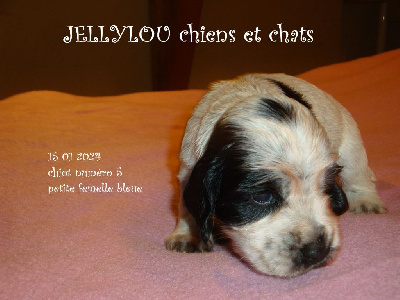 CHIOT 5
